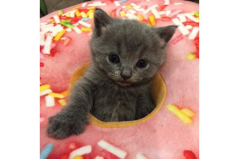 成約済の大阪府のブリティッシュショートヘア-3047の5枚目